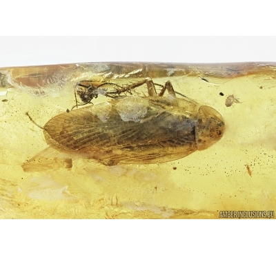 Big 15mm! Cockroach, Blattaria. Fossil insect in Baltic amber #7235