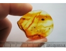 Isopoda, Woodlice and More . Fossil insect in Baltic amber #7239