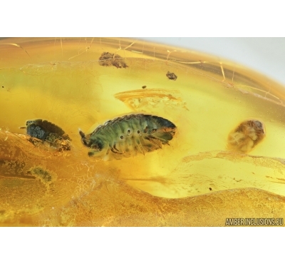Five Woodlices, Isopoda. Fossil insects in Baltic amber #7240