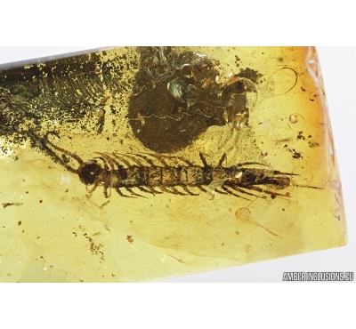 Centipede, Lithobiidae. Fossil insect in Baltic amber #7246