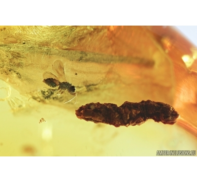 Leaf, Moss, Flower Fragment, Wasp and Coprolite. Fossil inclusions in Baltic amber #7247