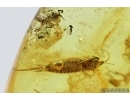 Flower, Silverfish and More. Fossil inclusions in Baltic amber #7249