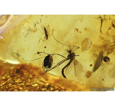 Chironomidae, True midge, Beetle and Caddisfly. Fossil insects in Baltic amber #7251