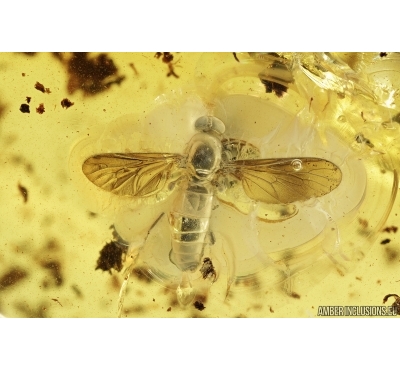 Therevidae, Stiletto Fly. Fossil insect in Baltic amber #7252