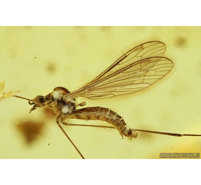Rare Crane Fly, Limoniidae, Dicranomyia. fossil insect in Baltic amber #7254