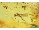 Rare Crane Fly, Limoniidae, Dicranomyia. fossil insect in Baltic amber #7254