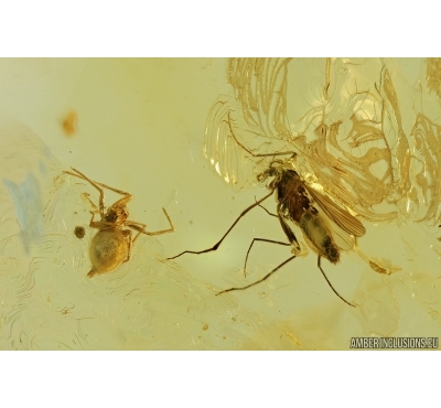 Chironomidae, True midge, Spider and Ant. Fossil insects in Baltic amber #7255