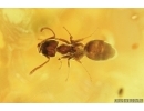 Chironomidae, True midge, Spider and Ant. Fossil insects in Baltic amber #7255