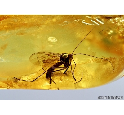 Predatory Fungus gnat, Macrocerinae. Fossil insect  in Baltic amber #7256