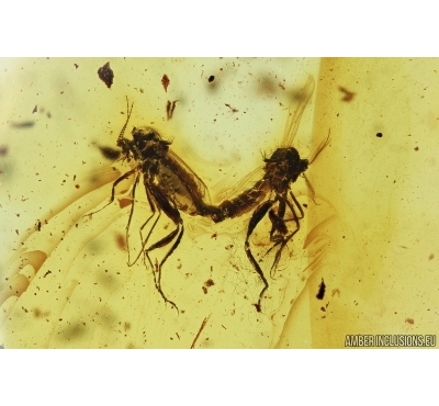 Ceratopogonidae, Biting midges Mating (Copula). Fossil insect in Baltic amber #7257