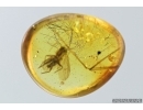 Mammalian hair and Mycetophilidae, Fungus gnat. Fossil inclusions in Baltic amber #7259