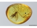 Mammalian hair and Mycetophilidae, Fungus gnat. Fossil inclusions in Baltic amber #7259