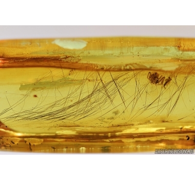 Mammalian hair and spider. Fossil inclusions in Baltic amber #7260