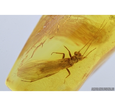 Stonefly, Plecoptera. Fossil insect in Baltic amber #7265