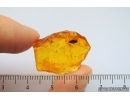 SEED VESSEL. FOSSIL INCLUSION IN BALTIC AMBER #7271