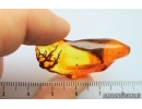 Nice Lichen. Fossil inclusion in Baltic amber #7274