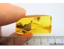 Big Leaf 9mm, Spider and Caddisfly. Fossil inclusions in Baltic amber #7275