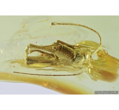 Cricket, Orthoptera. Fossil insect in Baltic amber #7278