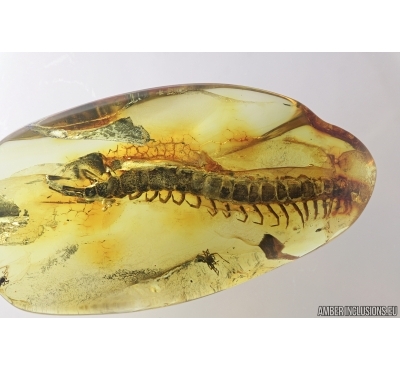 Very big 30mm! Centipede, Lithobiidae. Fossil insect in Baltic amber #7280