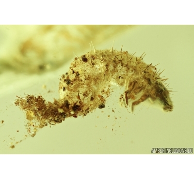 Probably Cleridae, Checkered beetle larva. Fossil insect in Baltic amber #7282