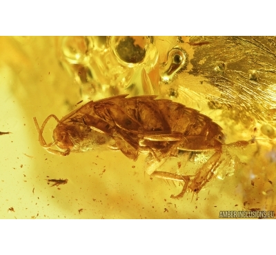 Cockroach and Aphid. Fossil inclusions in Baltic amber #7283