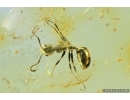 Bristletail Machilidae and Ant. Fossil insects in Baltic amber #7284