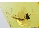 Bristletail Machilidae and Ant. Fossil insects in Baltic amber #7284