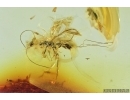 Hymenoptera, Braconidae, Wasp. Fossil insect in Baltic amber #7289