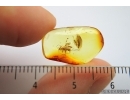 Hymenoptera, Braconidae, Wasp. Fossil insect in Baltic amber #7289