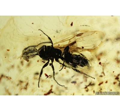 Hymenoptera, Winged Ant. Fossil inclusion in Baltic amber #7292