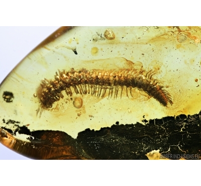 Millipede, Diplopoda. fossil inclusion in Baltic amber #7298