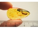 Millipede, Diplopoda. fossil inclusion in Baltic amber #7298