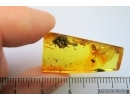 Lepidoptera, Caterpillar in Very Nice Rare Case. Fossil inclusions in Baltic amber #7299