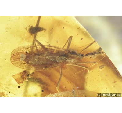 RARE LACE BUG, TINGIDAE. Fossil inclusion in Burmite Amber from Myanmar #7303