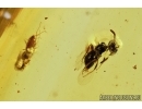 Very Rare Wasp, Hymenoptera, Pelecinidae. Fossil Inclusion in Burmite Amber from Myanmar #7304