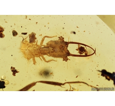 Rare Neuroptera, Ascalaphidae Larva and Ant. Fossil inclusions in Burmite Amber from Myanmar #7305
