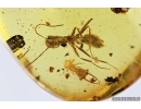 Rare Neuroptera, Ascalaphidae Larva and Ant. Fossil inclusions in Burmite Amber from Myanmar #7305