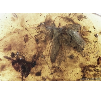 Rare Lacewing Dilaridae, Rare Assassin Bug Enicocephalidae, Beetle, Cricket and More. Fossil inclusions in Burmite Amber from Myanmar #7306