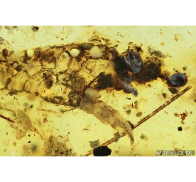 Very Rare Gecko Paw. Fossil inclusion in Burmite Amber from Myanmar #7307