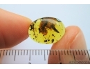 Rare Gecko Skin. Fossil inclusion in Burmite Amber from Myanmar #7308