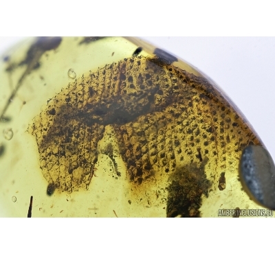 Rare Gecko Skin. Fossil inclusion in Burmite Amber from Myanmar #7308