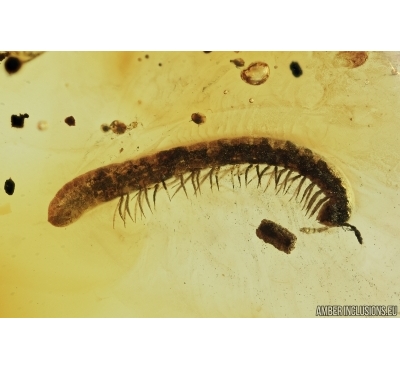 Millipede, Diplopoda, Julidae. Fossil insect in Baltic amber #7314