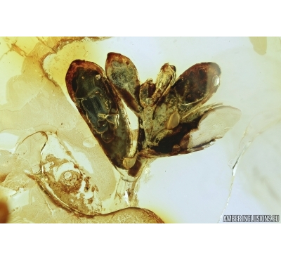 Rare Plant. Fossil inclusion in Ukrainian amber #7319