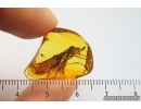 Very Rare, Big 24mm! Scorpionfly, Mecoptera, Bittacidae. Fossil insect in BALTIC AMBER #7323