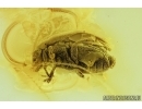 Marsh beetle, Scirtidae. Fossil insect in Baltic amber #7336