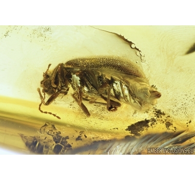 Marsh beetle, Scirtidae. Fossil insect in Baltic amber #7337
