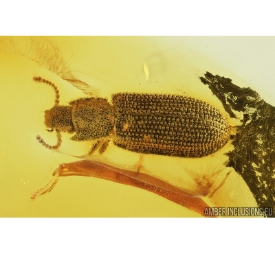 Cylindrical Bark beetle Colydiidae (Zopheridae). Fossil insect in Baltic amber #7338