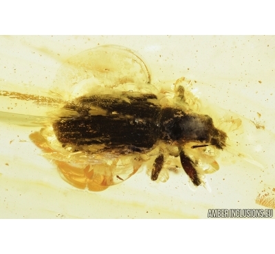 Curculionidae, Snout Bark Weevil Beetle. Fossil insect in Baltic amber #7340