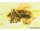 Curculionidae, Snout Bark Weevil Beetle. Fossil insect in Baltic amber #7340