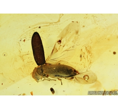 Spider Beetle, Ptinidae, Anobiinae. Fossil insects in Baltic amber #7343